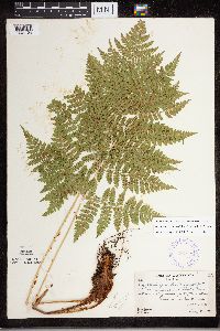 Dryopteris expansa image