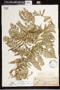 Dryopteris expansa image