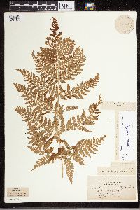 Dryopteris expansa image