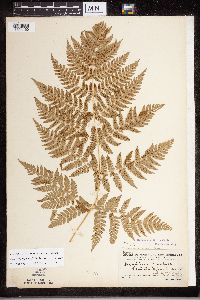 Dryopteris expansa image
