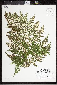 Dryopteris expansa image