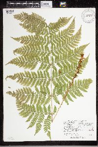 Dryopteris expansa image