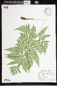 Dryopteris expansa image