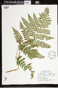 Dryopteris expansa image