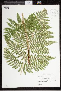 Dryopteris expansa image
