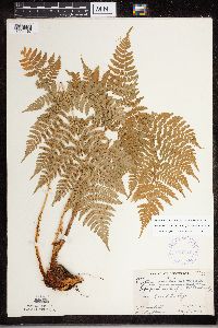 Dryopteris expansa image