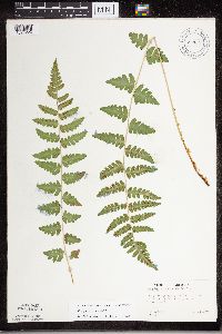 Dryopteris cristata image