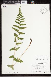 Dryopteris cristata image