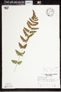 Dryopteris cristata image