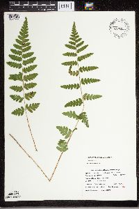 Dryopteris cristata image