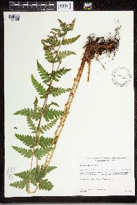 Dryopteris cristata image