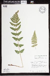 Dryopteris cristata image