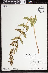 Dryopteris cristata image