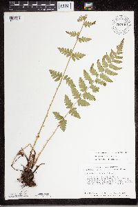 Dryopteris cristata image