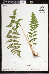 Dryopteris cristata image