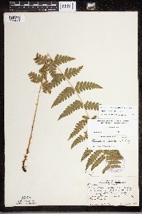 Dryopteris cristata image
