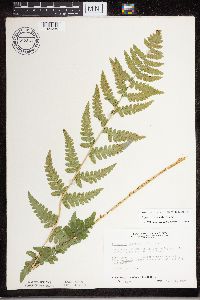 Dryopteris cristata image