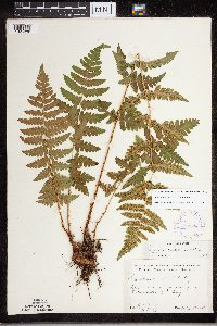 Dryopteris cristata image