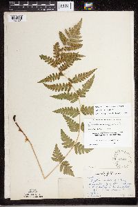 Dryopteris cristata image