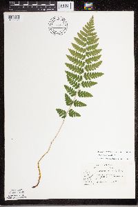 Dryopteris cristata image
