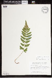Dryopteris cristata image