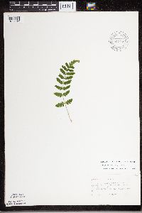 Dryopteris cristata image