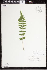 Dryopteris cristata image