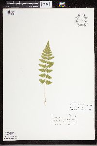 Dryopteris cristata image