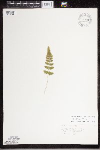 Dryopteris cristata image