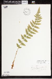 Dryopteris cristata image
