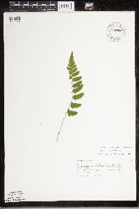 Dryopteris cristata image