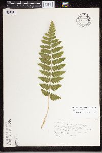 Dryopteris cristata image