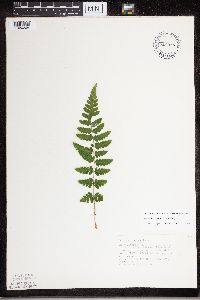 Dryopteris cristata image