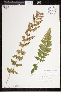 Dryopteris cristata image