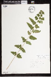 Dryopteris cristata image