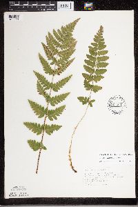 Dryopteris cristata image