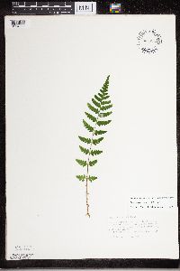 Dryopteris cristata image