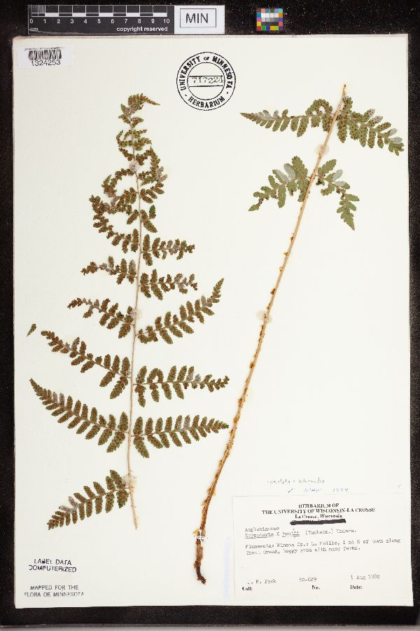 Dryopteris x boottii image