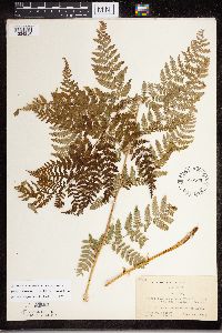 Dryopteris expansa image