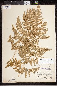 Dryopteris expansa image