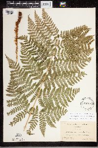 Dryopteris expansa image