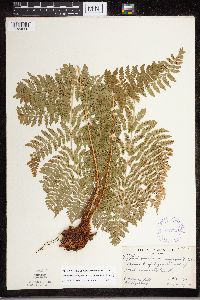 Dryopteris expansa image
