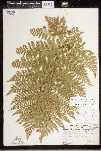 Dryopteris expansa image