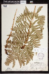Dryopteris expansa image