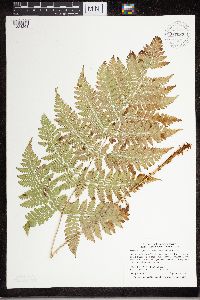 Dryopteris expansa image