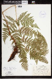 Dryopteris expansa image