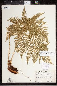 Dryopteris expansa image
