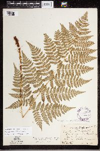 Dryopteris expansa image