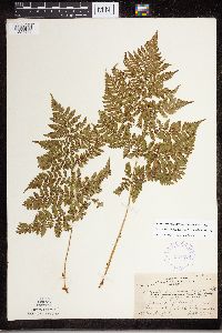 Dryopteris expansa image