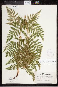 Dryopteris expansa image